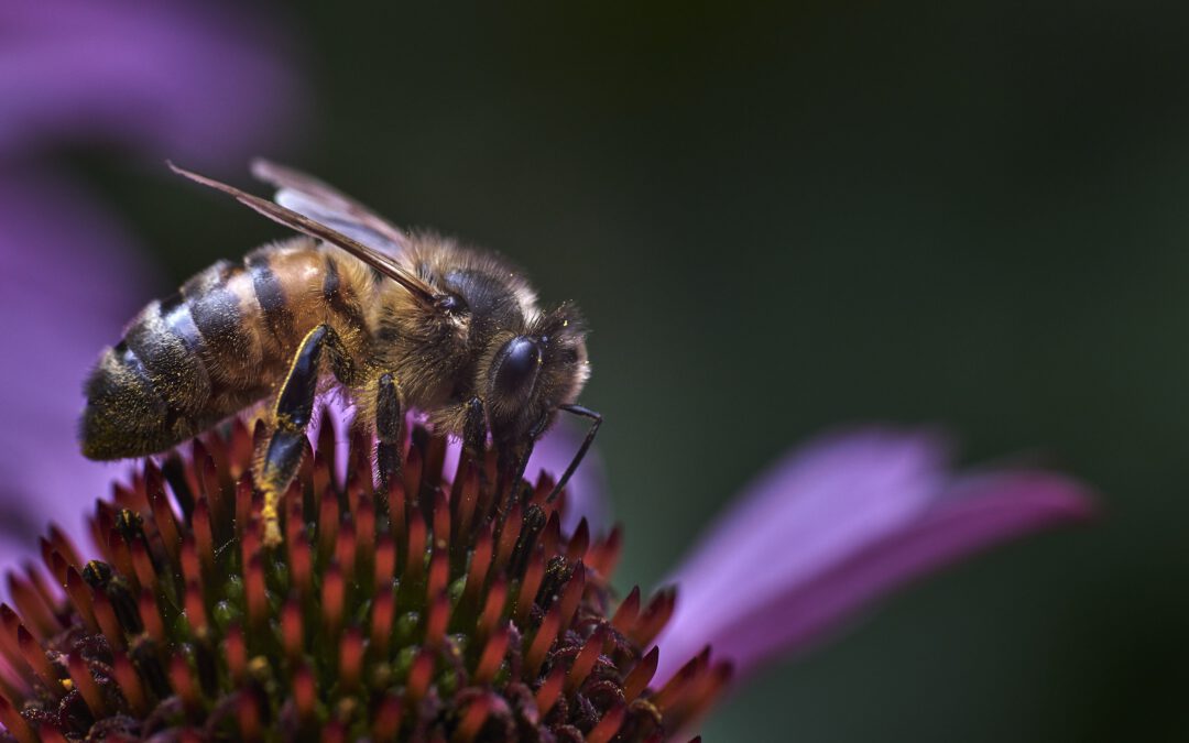 Challenge 12: Bienen und Insekten etwas zum  Futtern pflanzen