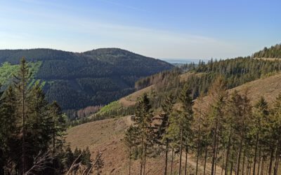 Das Waldsterben hört nicht auf