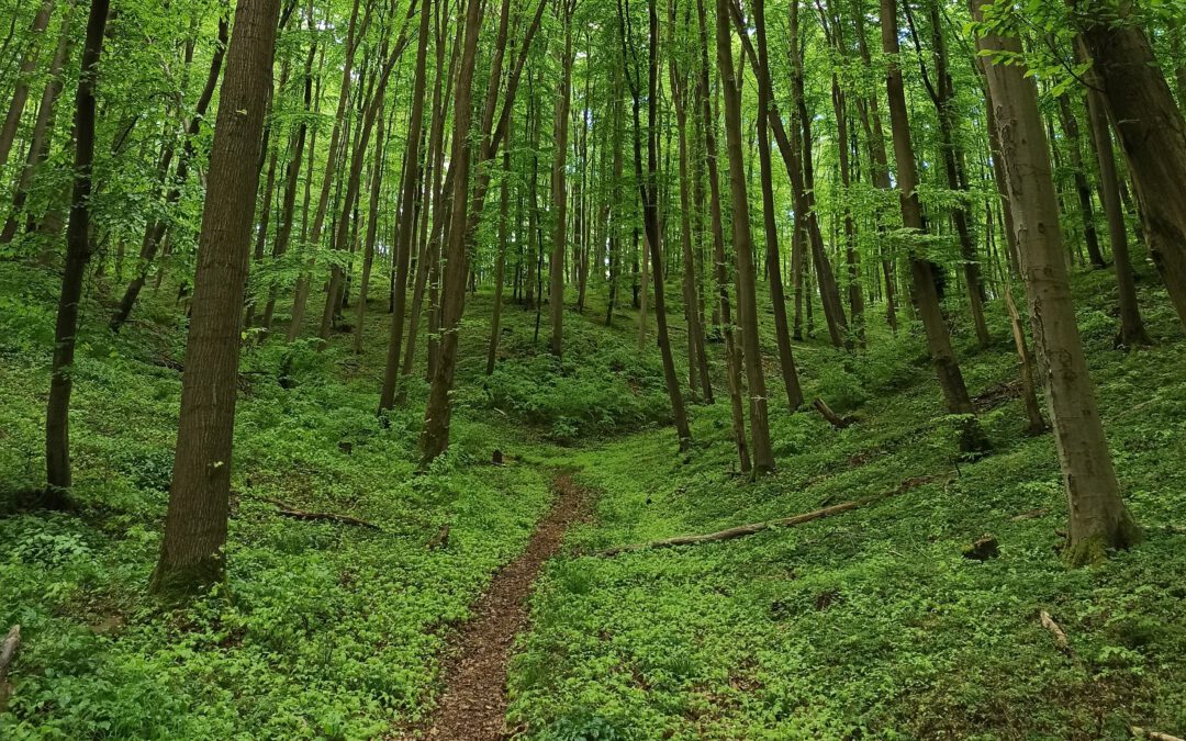 Waldbaden – die Seele baumeln lassen