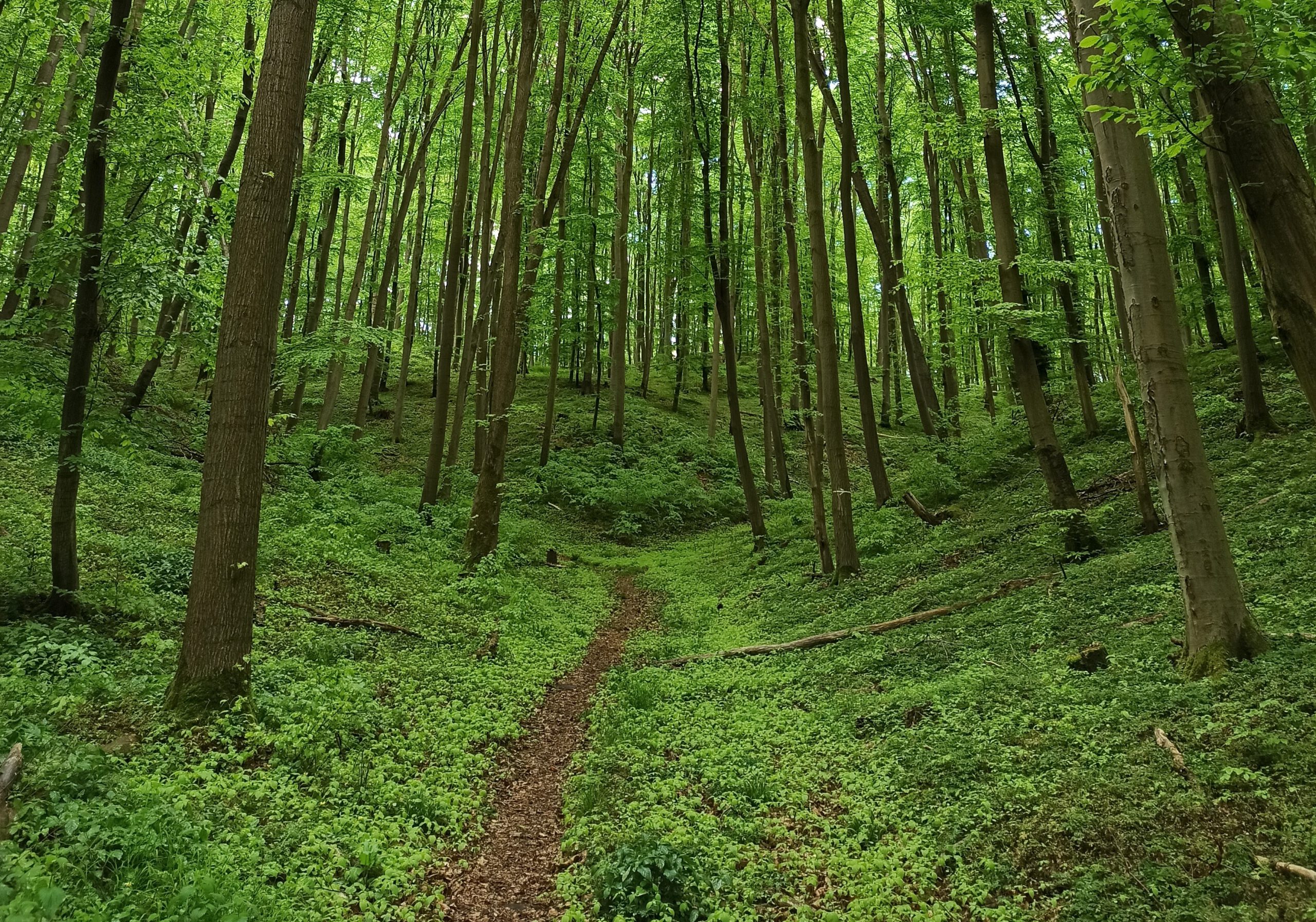 Waldbaden